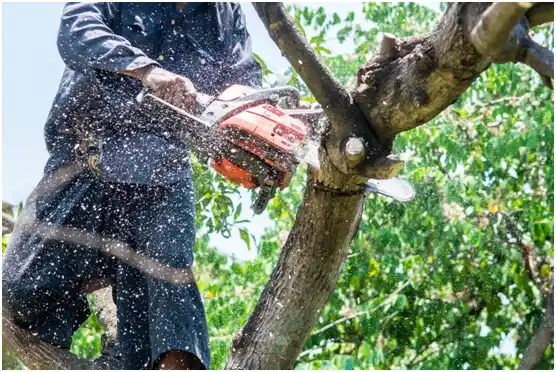 tree services Purple Sage